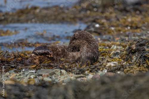 Eurasian otter (Lutra lutra), Isle of Mull, Scotland, UK