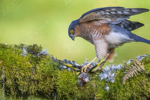Eurasian sparrowhawk (Accipiter nisus), Dumfries and Galloway, Scotland, UK
