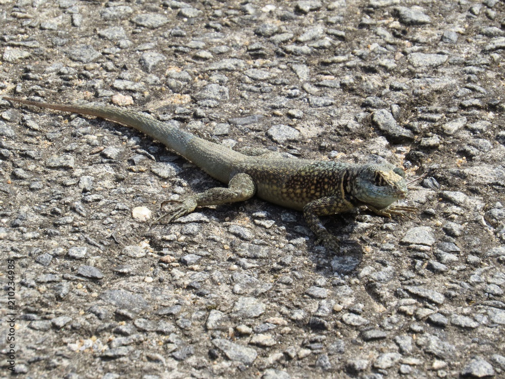 Lagarto Lagarto