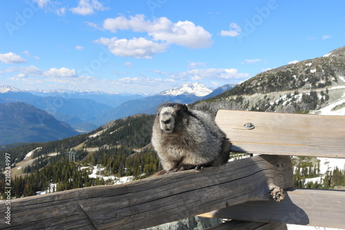 A Hoary marmot on a mountain with a beautiful mountain backdrop showing Whistler Blackcomb mountains photo
