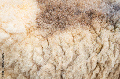Background of fleece texture.