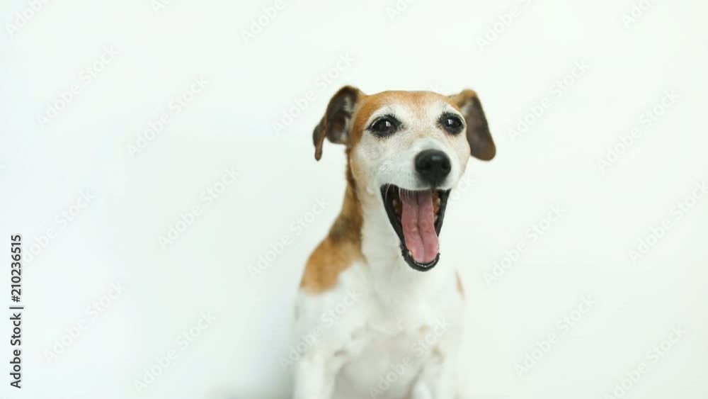 dog Jack Russell terrier on white background lick, yawn, smile. Video footage dog Jack Russell terrier on white background lick, yawn, smile. Video footage