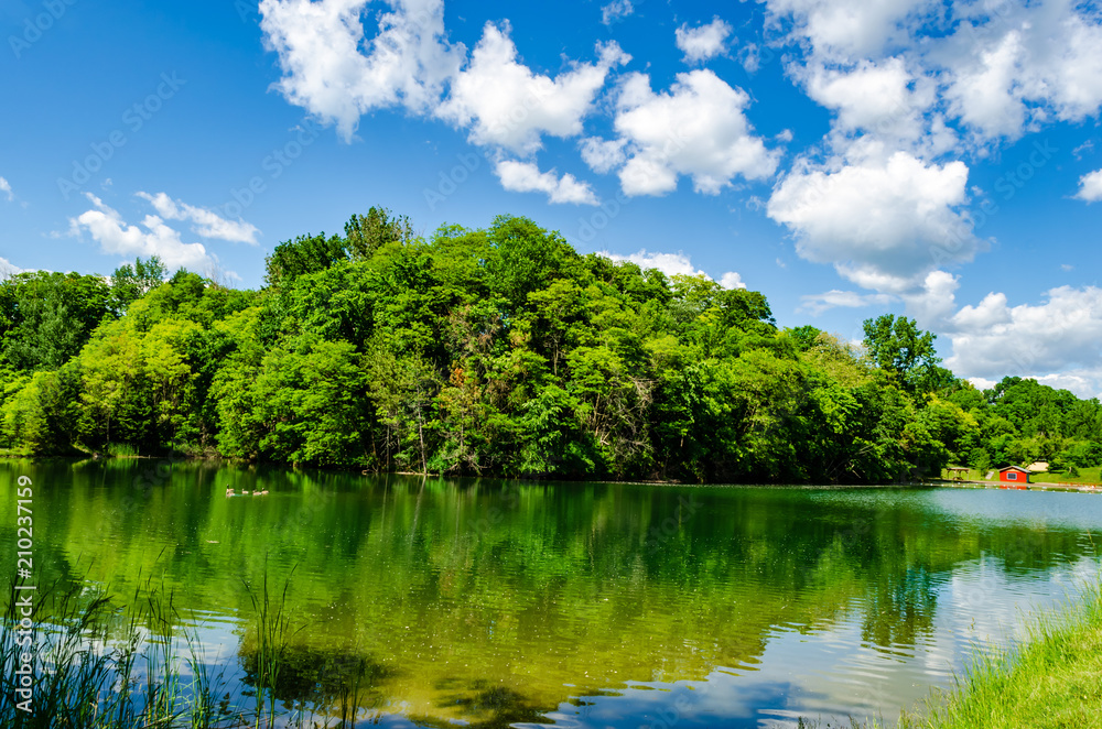 Rural pond's trees reflecting in the calm water as a family of geese swim by Rural pond's trees reflecting in the calm water as a family of geese swim by