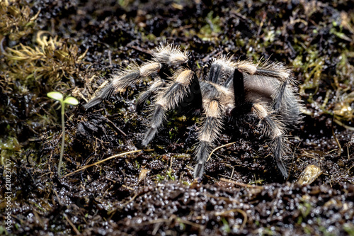 spider tarantula on earth