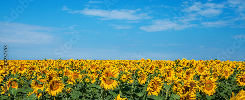 Sunflower natural background, Sunflower blossom
