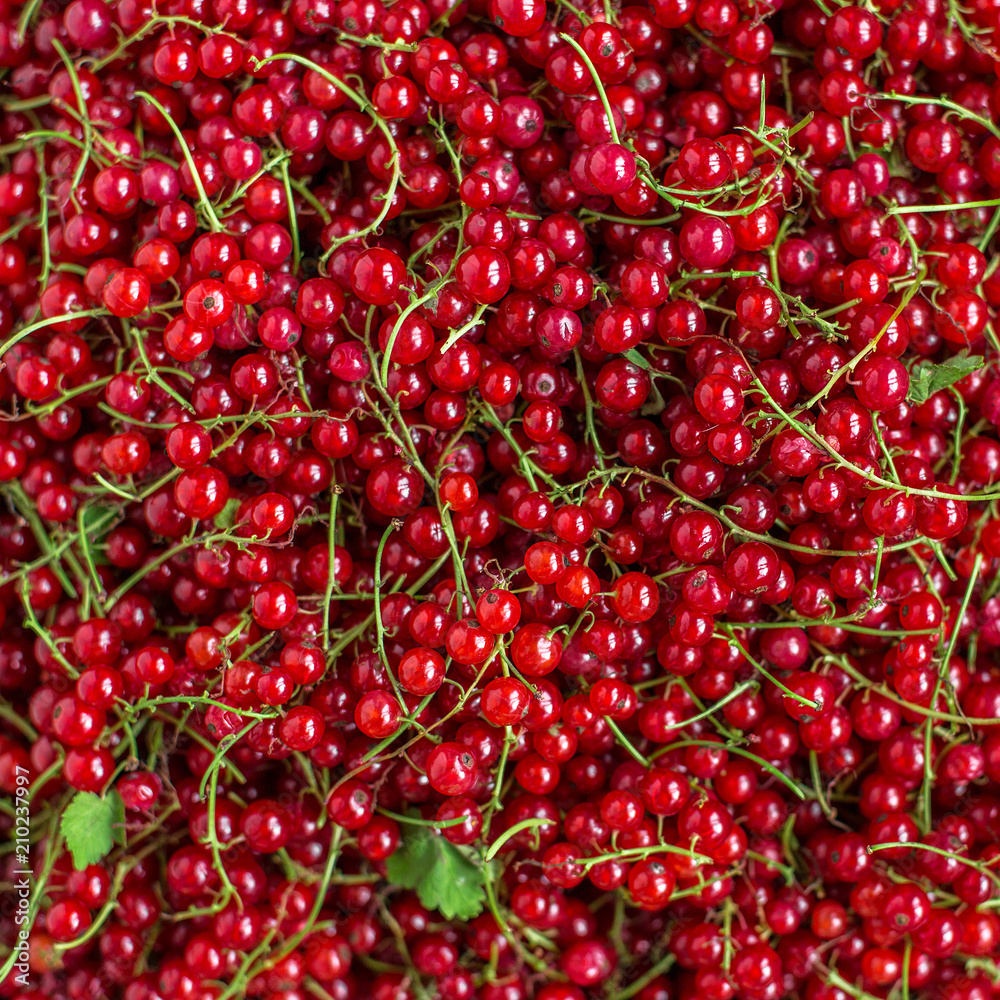 background of ripe juicy red currant berries. background of ripe juicy red currant berries.