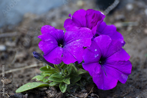 The Purple Flower