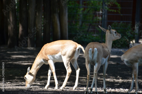 wild deer fawn