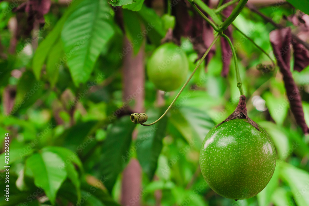 passion fruit on fresh green from the fruit is not cooked yet ready passion fruit on fresh green from the fruit is not cooked yet ready