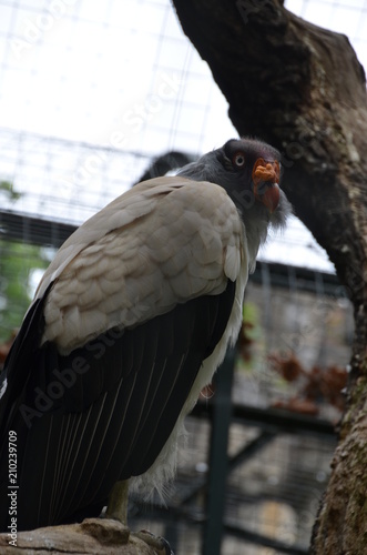 threatening eagle bird