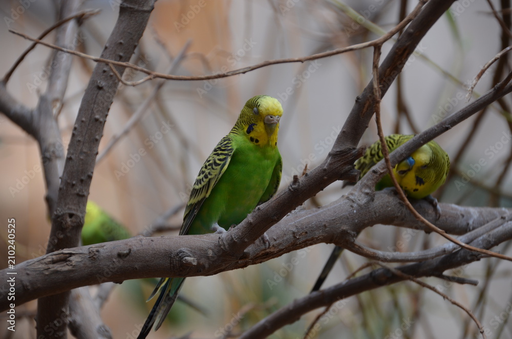Obraz premium funny Budgerigar parrot branch