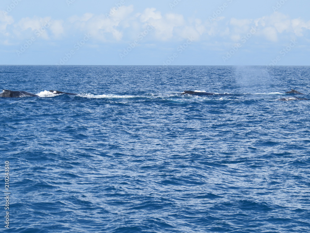 Baleias grupo