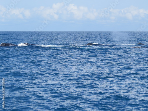 Baleias grupo