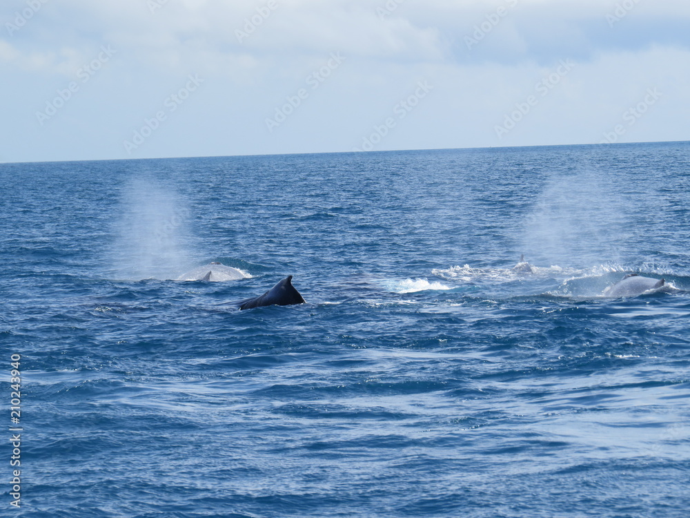 Fototapeta premium Baleias esguichando