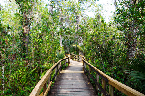 Fototapeta Naklejka Na Ścianę i Meble -  Florida wetland, wooden path trail at Everglades National Park in USA.
