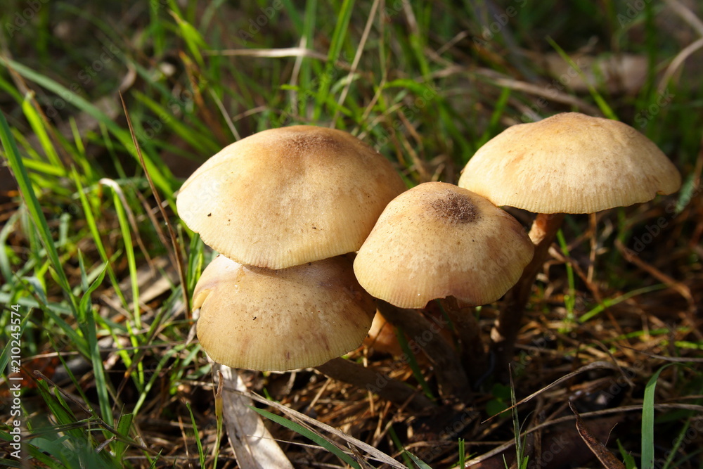 Wild mushrooms growing in a cluster Wild mushrooms growing in a cluster