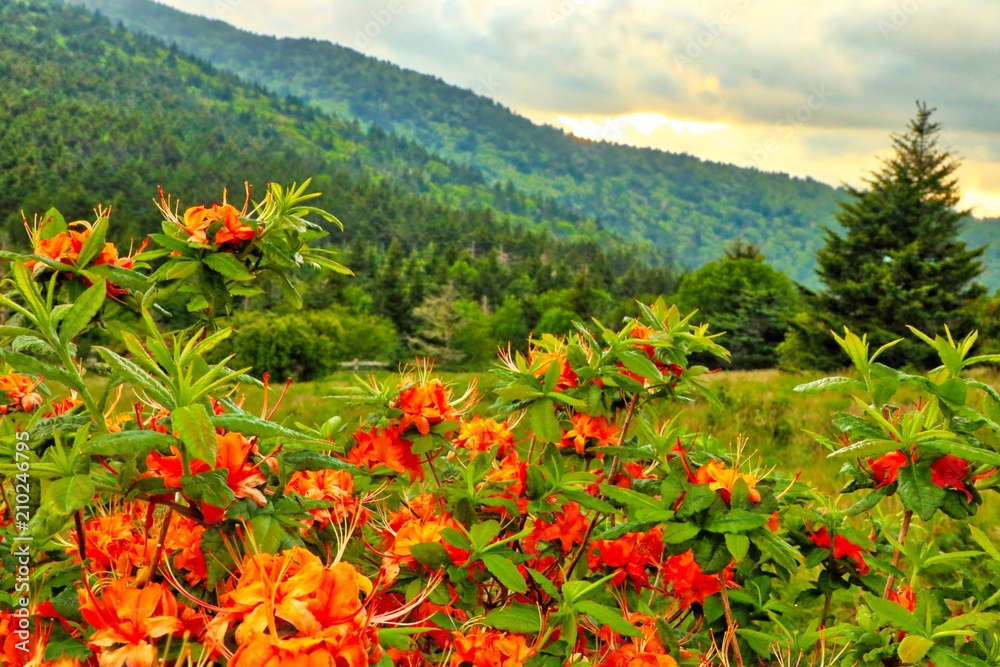 Flame Azalea Bush Blooming on the Appalachian Trail