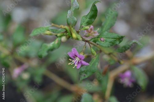 Chinese wolfberry flowers