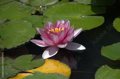 Water (Pond) Lily; Nymphaea