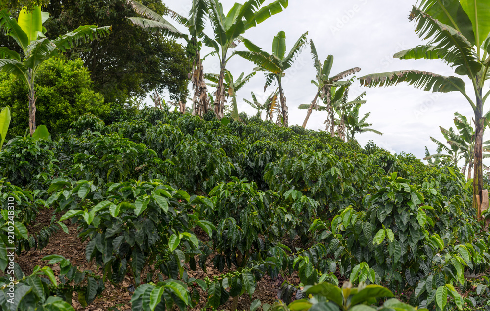 Fototapeta premium Coffee plantation in Jerico, Colombia in the state of Antioquia.