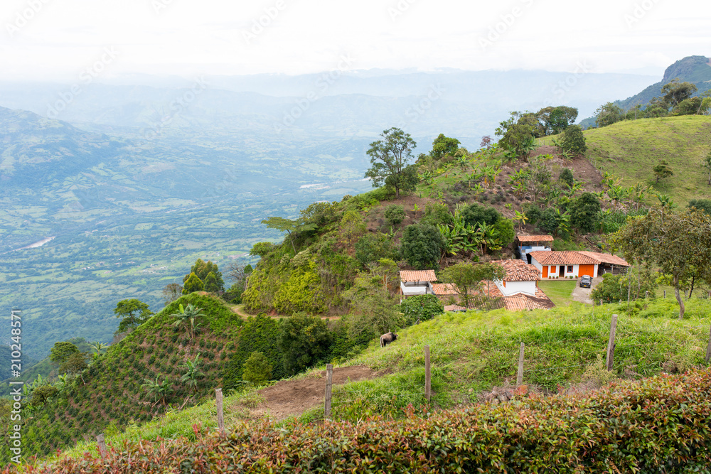 Coffee plantation in Jerico, Colombia in the state of Antioquia with the view of river Cauca in be background Coffee plantation in Jerico, Colombia in the state of Antioquia with the view of river Cauca in be background