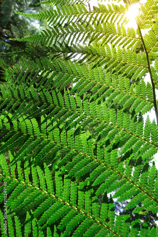 Background texture of fresh green ferns leaves. Maits Rest, VIC Australia.