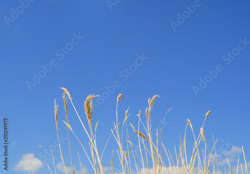 枯れ草 空 素材