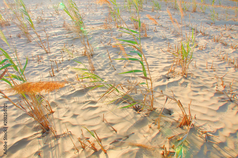 rare grass in the sand, scant vegetation of the desert, China