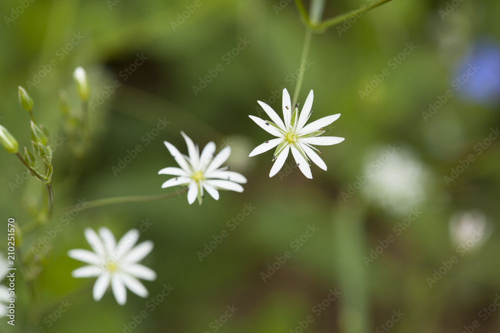small white flowers macro small white flowers macro