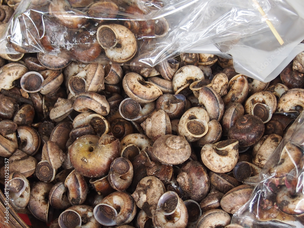 cyclophorid snails Measurement of forest integrity cyclophorid snails Measurement of forest integrity