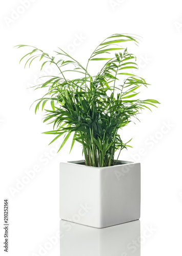 Beautiful Parlor palm in a white ceramic pot