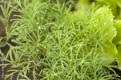 wet macro dill grow