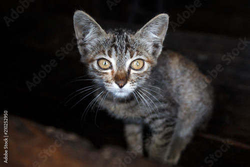Kitten in Falam, Myanmar (Burma) © Sam D'Cruz