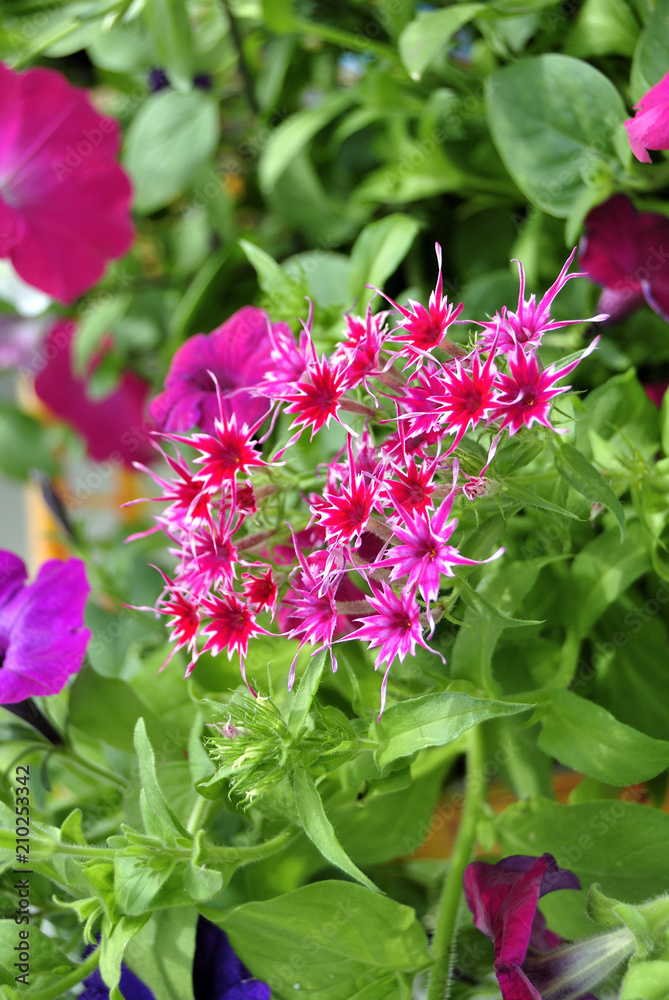 flower, pink, nature, flowers, garden, plant, green, spring, purple, blossom, summer, flora, beauty, red, bloom, leaf, color, closeup, lilac, blooming, beautiful, leaves, floral, petal, season flower, pink, nature, flowers, garden, plant, green, spring, purple, blossom, summer, flora, beauty, red, bloom, leaf, color, closeup, lilac, blooming, beautiful, leaves, floral, petal, season
