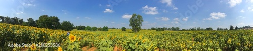 Sunflower field clouds on horizon and some storm clouds. Outdoor travel style. panorama background concept.