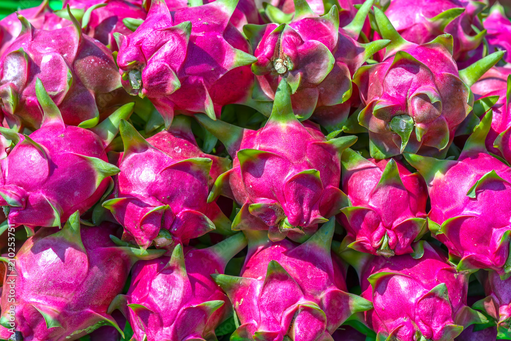 Dragon fruits after harvest are lined up for sale in markets. This is a fruit with many vitamins that are good for human health