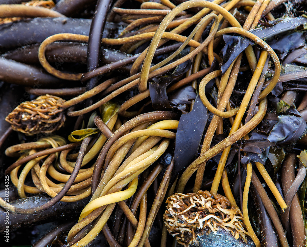 Seaweed rope tangle