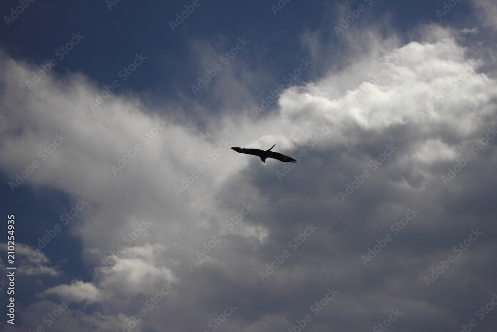the silhouette of an eagle in the sky