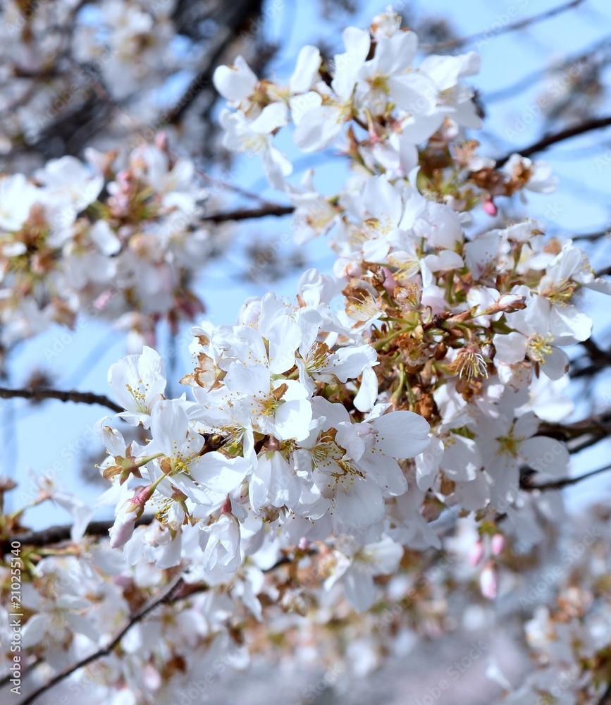 flowers flowers