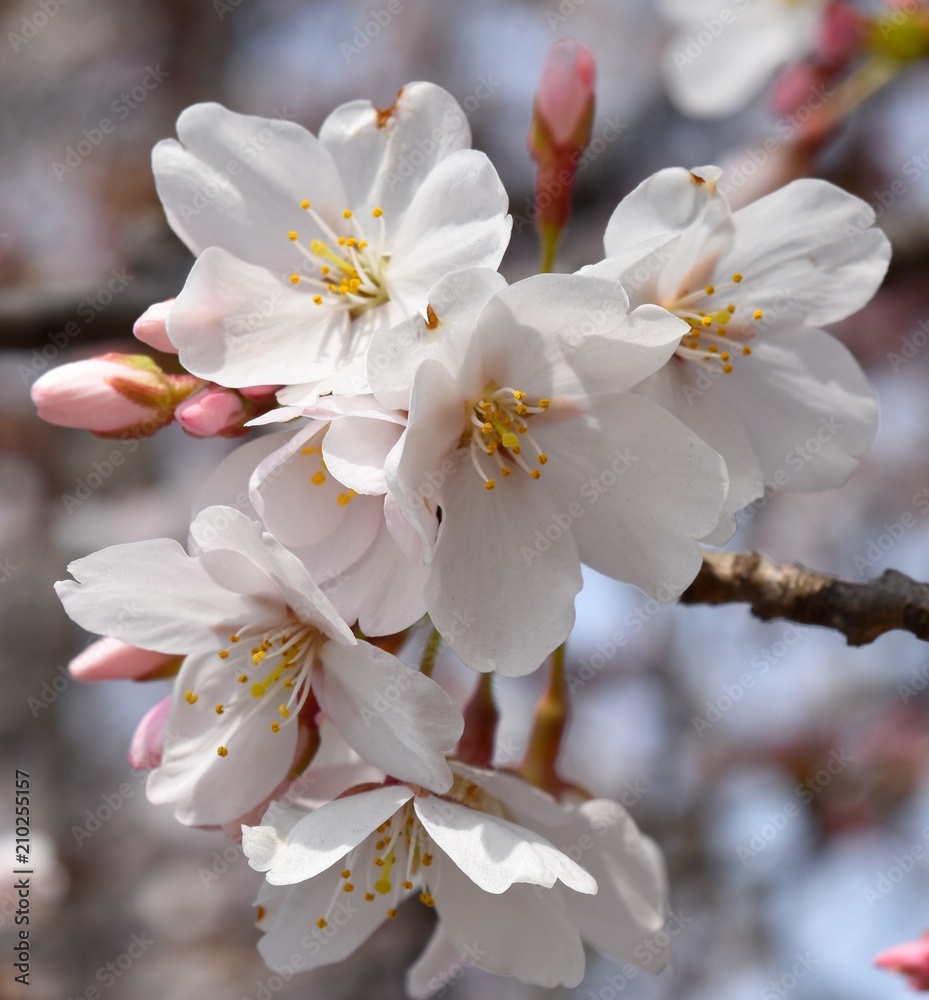 flowers flowers