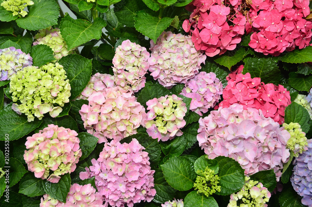 Hydrangea flowers blossoming in spring Hydrangea flowers blossoming in spring