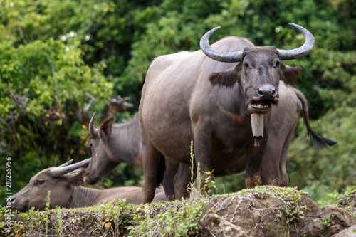 Water Buffalo - Burma