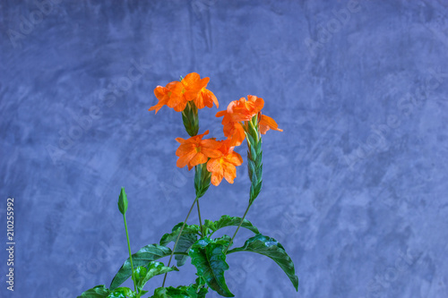 Yellow Crossandra flower, Crossandra infundibuliformis, firecracker flower :  Acanthaceae family The orange flowers are very beautiful. Benefit : The root is used to boil drinking water to neutralize.