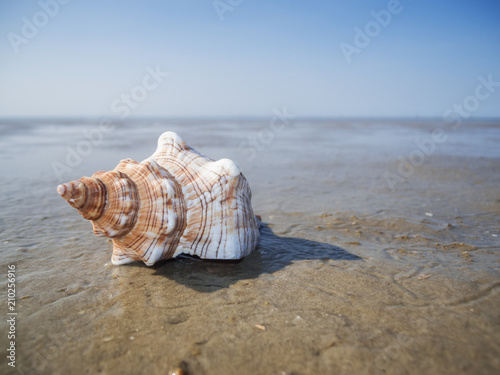 Pleuroploca trapezium wet_Schneckengehäuse photo