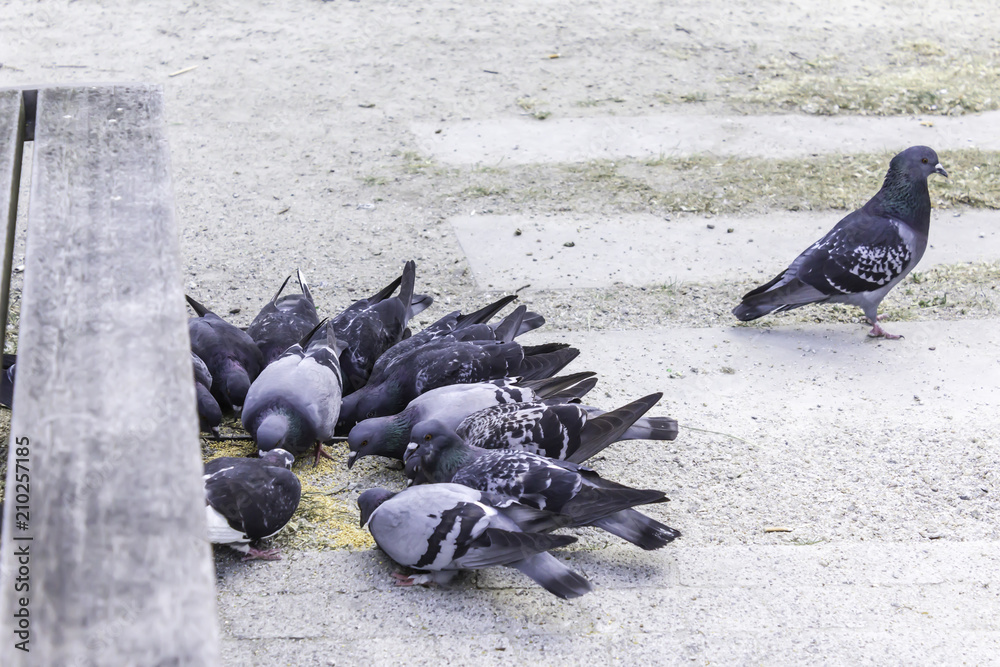 City Park . A few pigeons peck scattered grain, but one pigeon turned away. Site about birds, animals, upbringing, good manners. City Park . A few pigeons peck scattered grain, but one pigeon turned away. Site about birds, animals, upbringing, good manners.