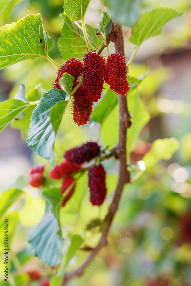 Organic fresh mulberry in the garden black ripe and red unripe mulberries on the branch of tree. / fresh mulberry provides fiber and nutrients highly beneficial.. Organic fresh mulberry in the garden black ripe and red unripe mulberries on the branch of tree. / fresh mulberry provides fiber and nutrients highly beneficial..