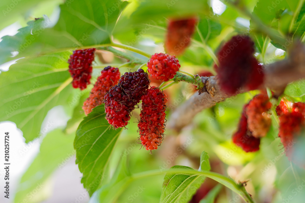 Organic fresh mulberry in the garden black ripe and red unripe mulberries on the branch of tree. / fresh mulberry provides fiber and nutrients highly beneficial.. Organic fresh mulberry in the garden black ripe and red unripe mulberries on the branch of tree. / fresh mulberry provides fiber and nutrients highly beneficial..