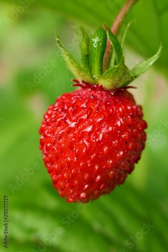 Strawberry. Ripe red strawberry close-up in the garden on a blurred green background.Strawberry fruit on the twig. Strawberry season.harvest strawberry