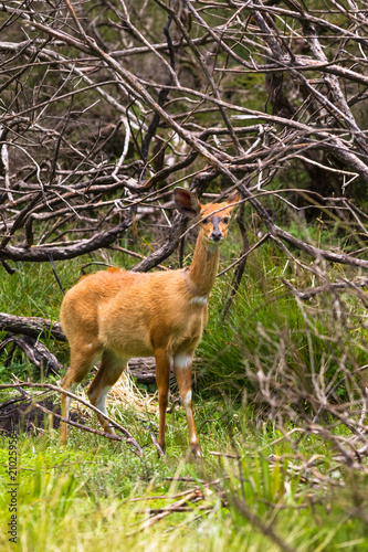 Light brown bushbuck antelope on the edge of the forest. Kenya