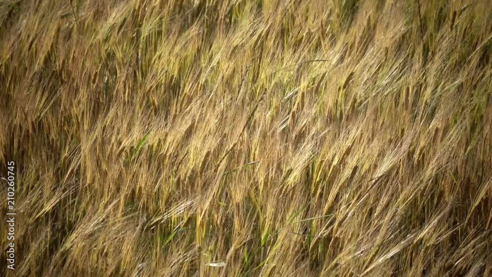 Wind swings ears of ripe wheat and a rye in summer sunny day, Close up Wind swings ears of ripe wheat and a rye in summer sunny day, Close up